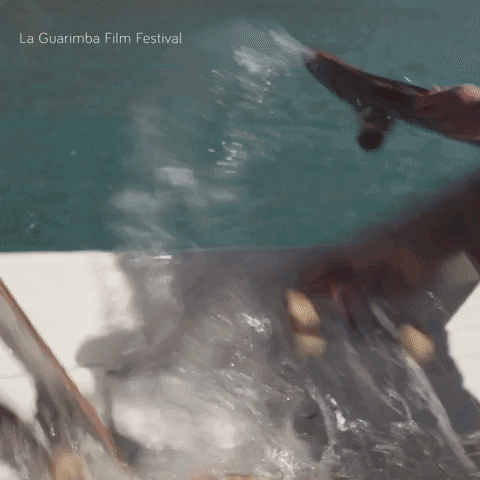 La Guarimba Film Festival Poster Swimming Person
