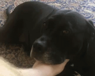 Labrador Retriever Foot Fetish GIF