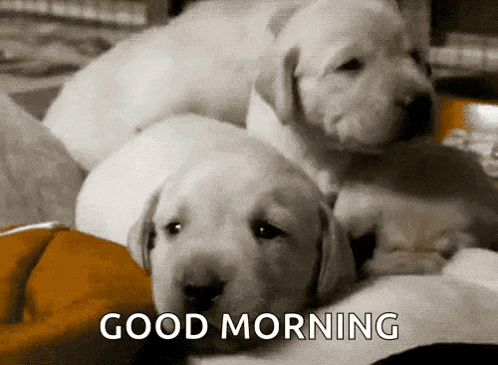 Labrador Retriever Labs Gif GIF