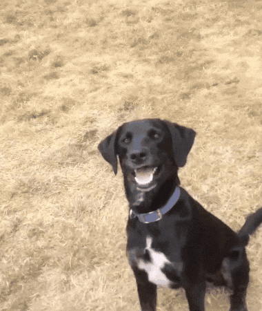 Labrador Retriever Ptsd Dog GIF