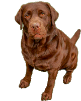 Labrador Zippy Sticker GIF