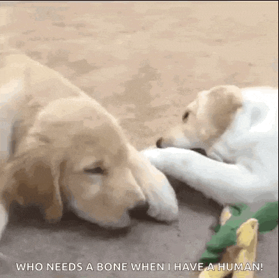 Labradorretriever Labrador Gif GIF
