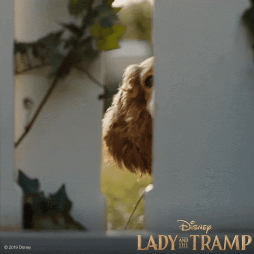 Lady And The Sneaking Tramp GIF