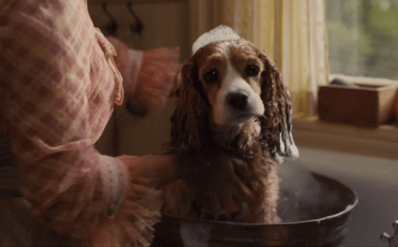 Lady And The Tramp 498 X 309 Gif GIF
