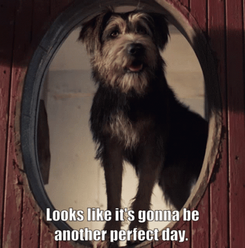 Lady And The Tramp Another Perfect Day GIF
