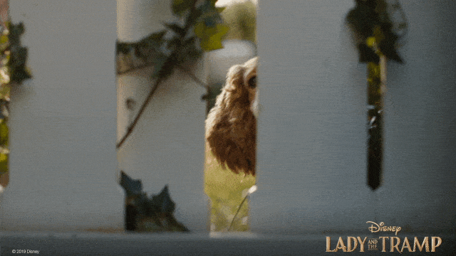 Lady And The Tramp Dog Interested GIF