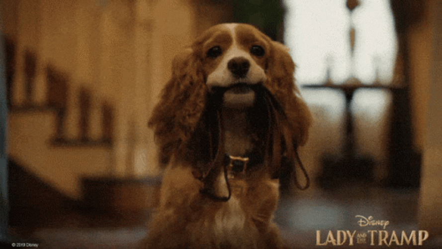 Lady And The Tramp Rope Bite GIF