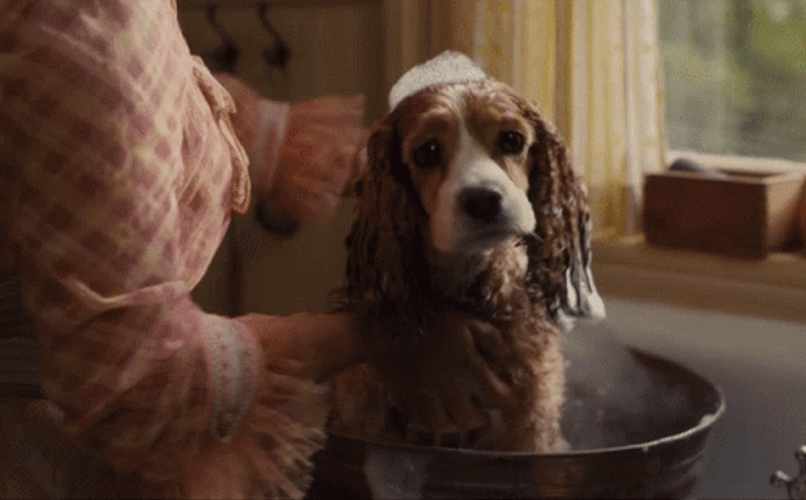 Lady And The Tramp Takes A Bath GIF