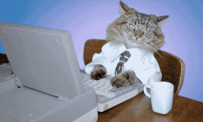Lady Boss Typing Cat GIF