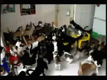 Lady Cat Hoarders GIF