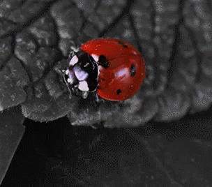 Ladybug Expanding Beautiful Wings GIF