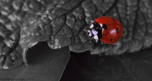 Ladybug Crawling On Black And White GIF