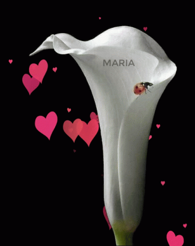 Ladybug on Flower with Maria