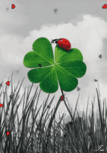 Ladybug On Four Leaf Clover GIF