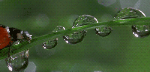Ladybug On Green Leaf With Water Drops GIF