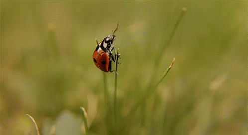 Ladybug Sitting On Plant GIF