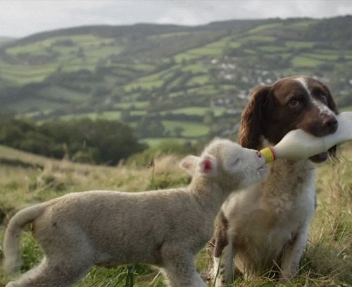 Lamb Drinking Milk With Dog GIF