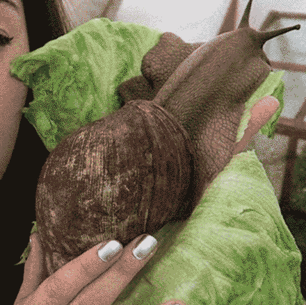 Land Snail Back Flex GIF