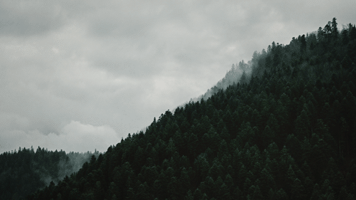 Landscape Foggy Forest GIF