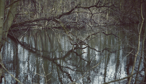 Landscape Lake Forest GIF