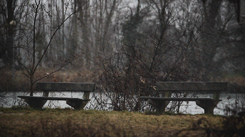 Landscape Lake Park Rainy GIF