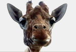 Lanky Giraffe Chewing Something GIF