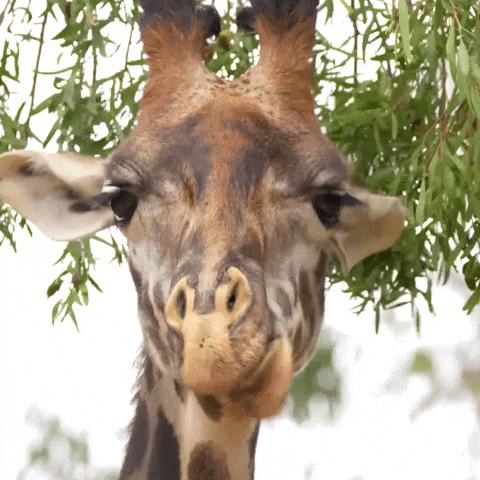 Lanky Giraffe Eats Grass GIF