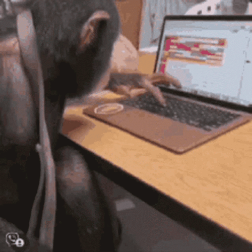 Laptop Focus Monkey Typing GIF