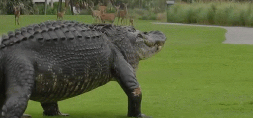 Large Alligator Walking Across Green Field With Deer