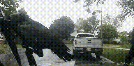 Large Black Bird in Front of White Truck on Street