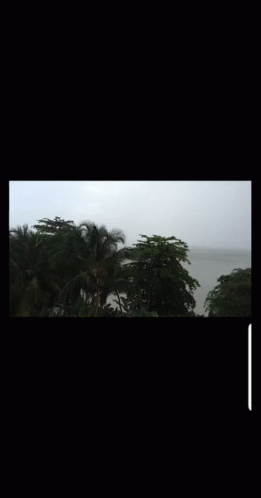 Large Body of Water Surrounded by Palm Trees in the Rain