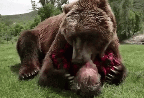 Large Brown Bear Playing With Man in Plaid Shirt