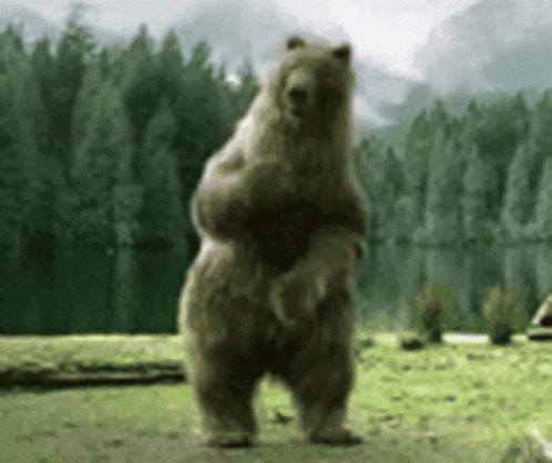 Large Brown Bear Standing GIF