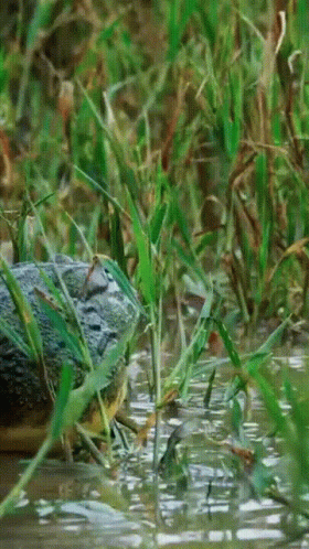 Large Crocodile Swimming in Shallow Water