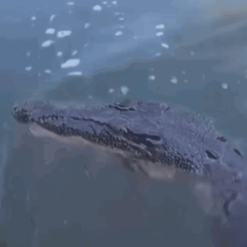 Large Crocodile Swimming in Water