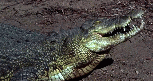 Large Crocodile With Mouth Open Lying on Ground