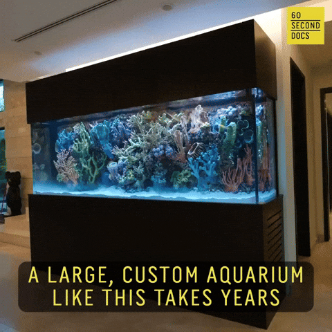 Large Custom Aquarium GIF