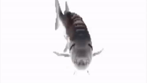 Large Fish Swimming