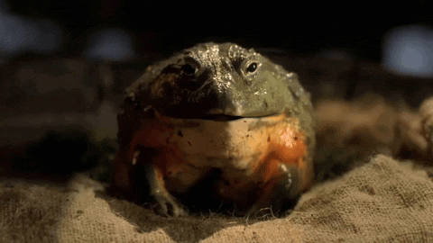 Large Frog Sitting on Cloth