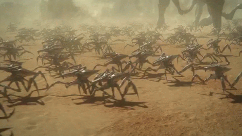 Large Group of Spiders Walking in Desert