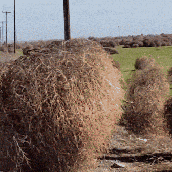 Large Hay Pile in Field