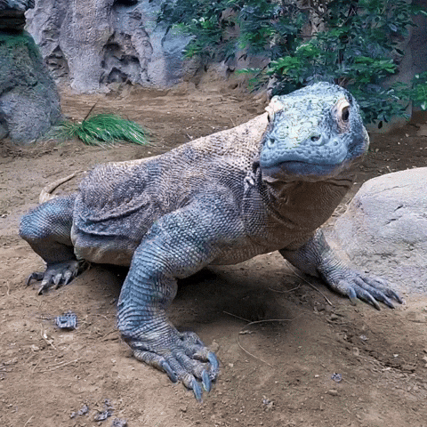 Large Komodo Dragon GIF