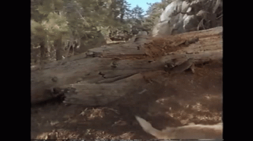 Large Log In Forest GIF