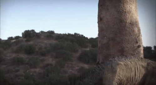 Large Rock In Desert With Trees GIF