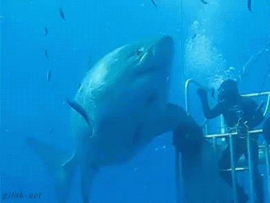 Large Shark Swimming Near Man GIF