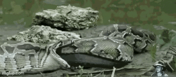 Large Snake Laying on Pile of Rocks