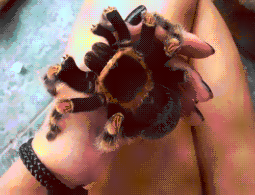 Large Spider In Woman's Hand GIF