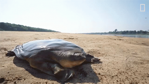 Large Turtle on Sandy Beach National Geographic Logo