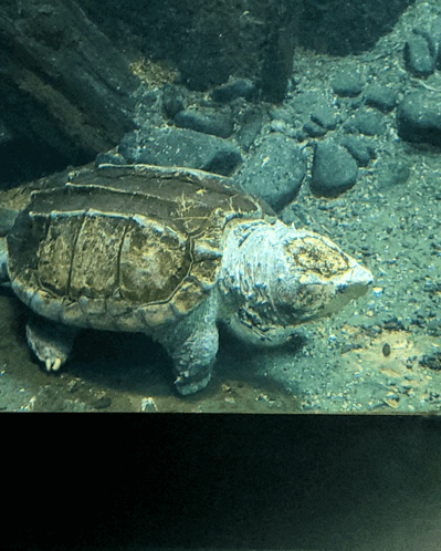 Large Turtle Swimming