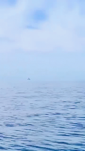 Large Whale Swimming With Head Above Water